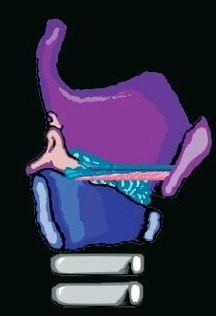 larynx vocal folds animation movie about how to sing