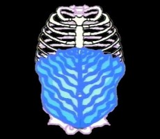 The Singer's Voice: Breath