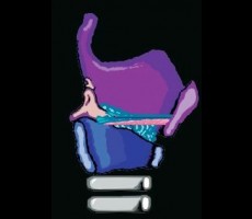 The Singer's Voice: Vocal Folds