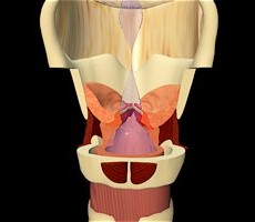 The Singer's Voice: The Human Voice