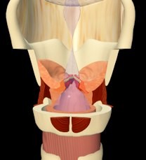 layrnx vocal folds 3D animation from movie